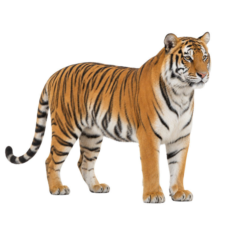 Un tigre del tablero Animales de la selva de gugiboard